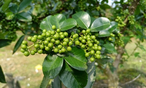 花椒敷肚脐的功效？