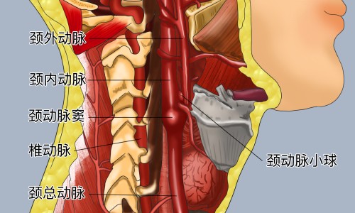 黄瓜蛋花汤的营养功效和作用-黄瓜蛋花汤的营养功效网 - 网站提供黄瓜蛋清敷脸有什么功效小常识、黄瓜蛋花汤的营养功效和作用