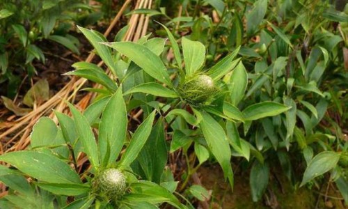 黄瓜蛋花汤的营养功效网 - 网站提供黄瓜蛋清敷脸有什么功效小常识、黄瓜蛋花汤的营养功效和作用